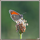 Myrtils